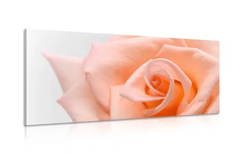 Obrazy kvetov Obraz broskyňová ruža