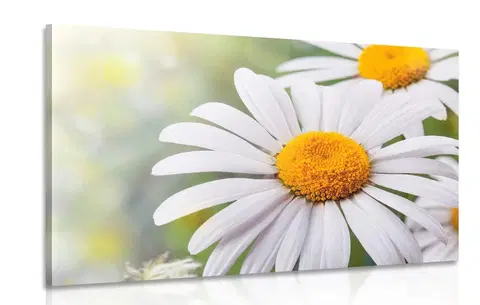 Obrazy kvetov Obraz kvety margarétky