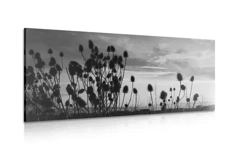 Čiernobiele obrazy Obraz steblá trávy na poli v čiernobielom prevedení