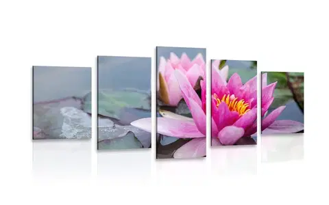 Obrazy kvetov 5-dielny obraz ružový lotosový kvet