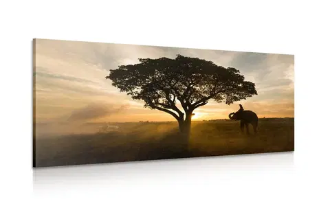 Obrazy zvierat Obraz slon pri východe slnka