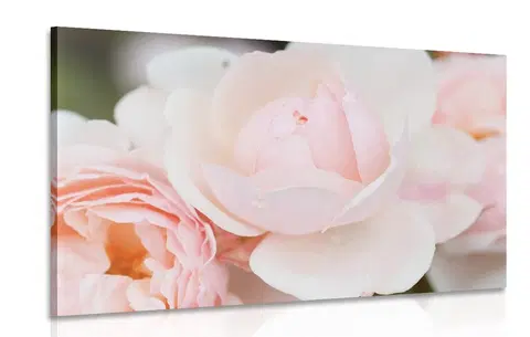 Obrazy kvetov Obraz plný ruží