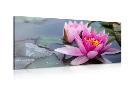 Obrazy kvetov Obraz ružový lotosový kvet