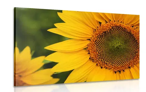 Obrazy kvetov Obraz žltá slnečnica