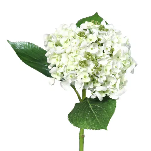Kvety Umelá hortenzia biela, 44 cm