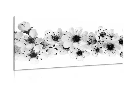 Čiernobiele obrazy Obraz čerešňové kvety v čiernobielom prevedení