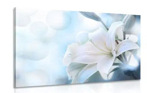 Obrazy kvetov Obraz biely kvet ľalie na abstraktnom pozadí