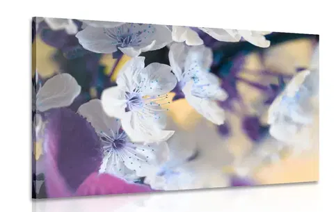 Obrazy kvetov Obraz kvitnúca vetvička čerešne