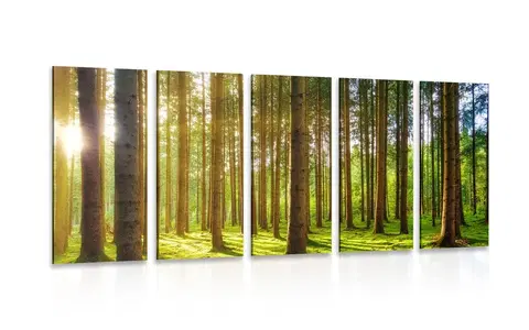 Obrazy prírody a krajiny 5-dielny obraz ráno v lese
