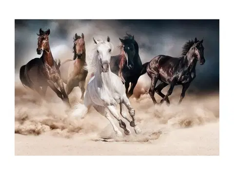 Obrazy Signal Obraz HORSES 120x80 cm