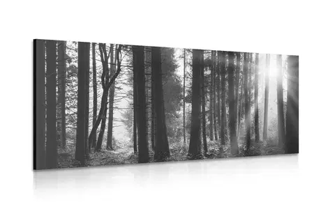 Čiernobiele obrazy Obraz les zaliaty slnkom v čiernobielom prevedení