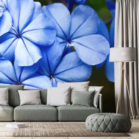 Samolepiace tapety Samolepiaca fototapeta divoké modré kvety