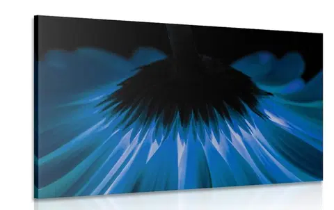 Obrazy kvetov Obraz modrá gerbera na tmavom pozadí