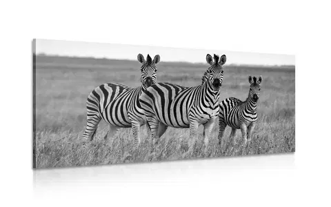 Čiernobiele obrazy Obraz tri zebry v savane v čiernobielom prevedení