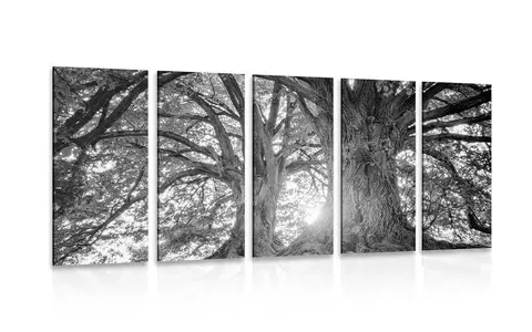 Čiernobiele obrazy 5-dielny obraz čiernobiele majestátne stromy