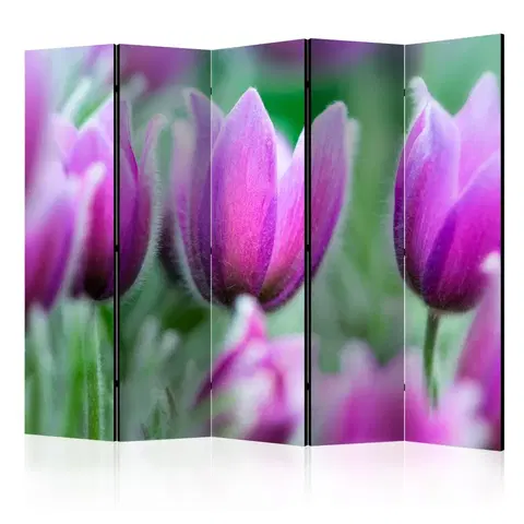 Paravány Paraván Purple spring tulips Dekorhome 225x172 cm (5-dielny)