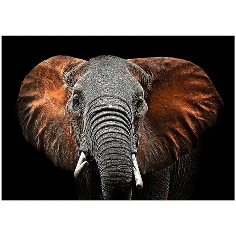 Dekorácie a bytové doplnky Obraz Glasspik Animals3 70X100 SG GL249 Red Elephant