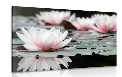 Obrazy kvetov Obraz lotosový kvet