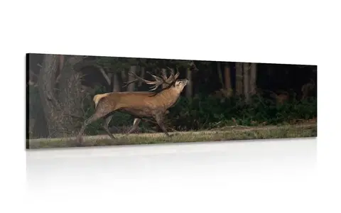 Obrazy zvierat Obraz majestátny jeleň